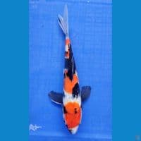 showa 25 cm