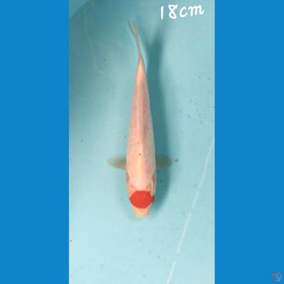 Tc kohaku 18cm