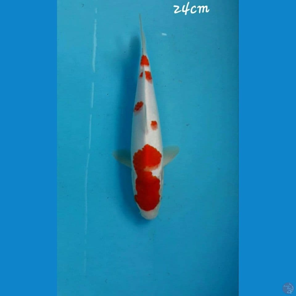 Kohaku 24cm