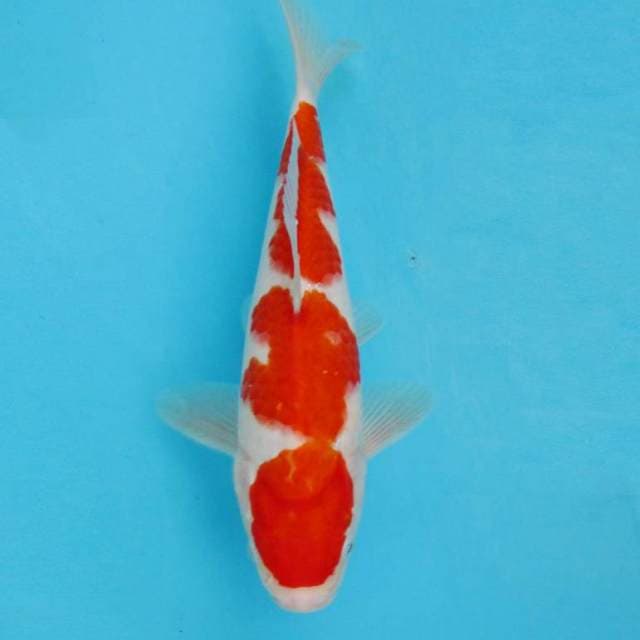KOHAKU F1