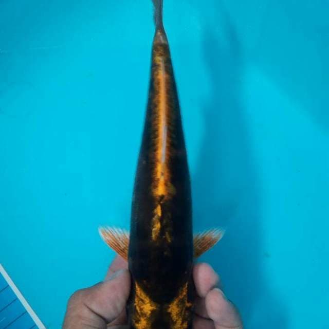 Kin kabuto 30 cm