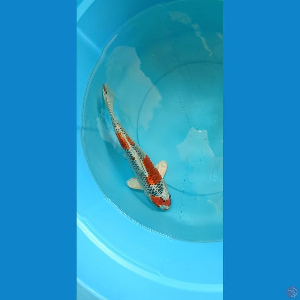 Kujaku Male 27cm