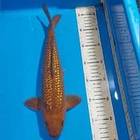 CHAGOI GINDRIN 35 CM JANTAN