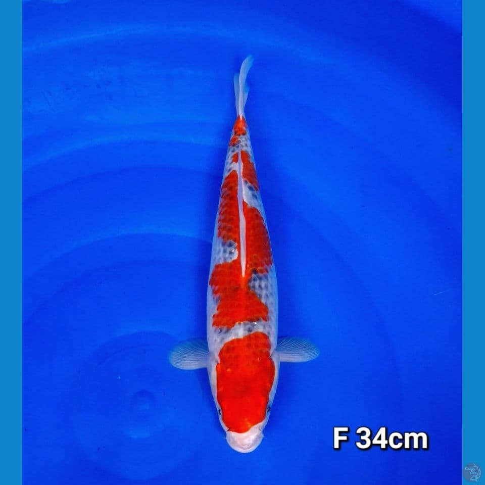 goshiki 34cm (female)