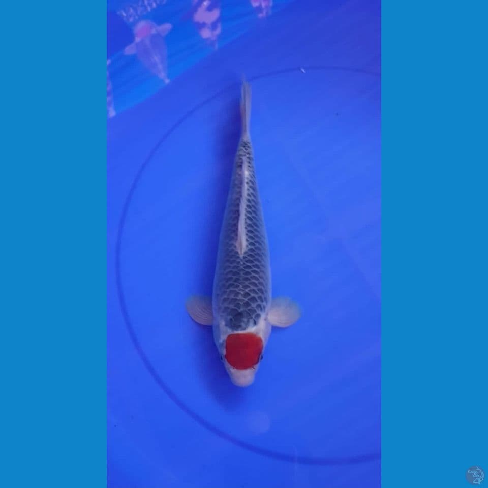 Tc Ghosiki 30cm