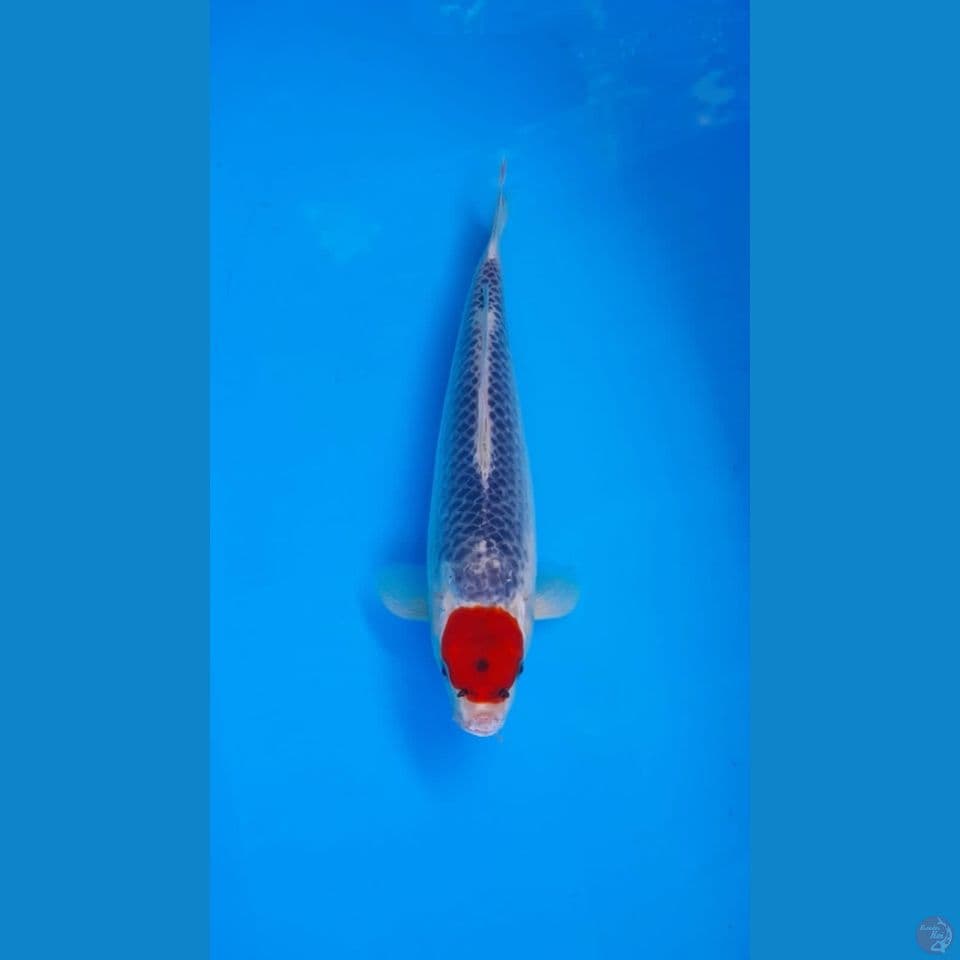 Tc Ghosiki 30 Cm