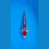Tc Ghosiki 30 Cm