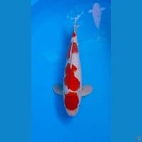Kohaku 34cm