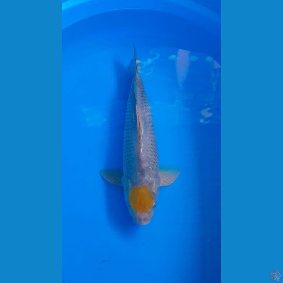 Tc Ochiba 38Cm
