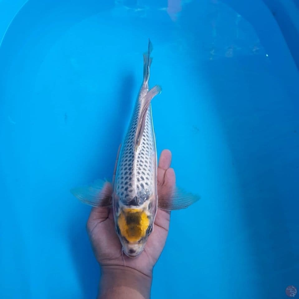 Tc slaywr 30cm