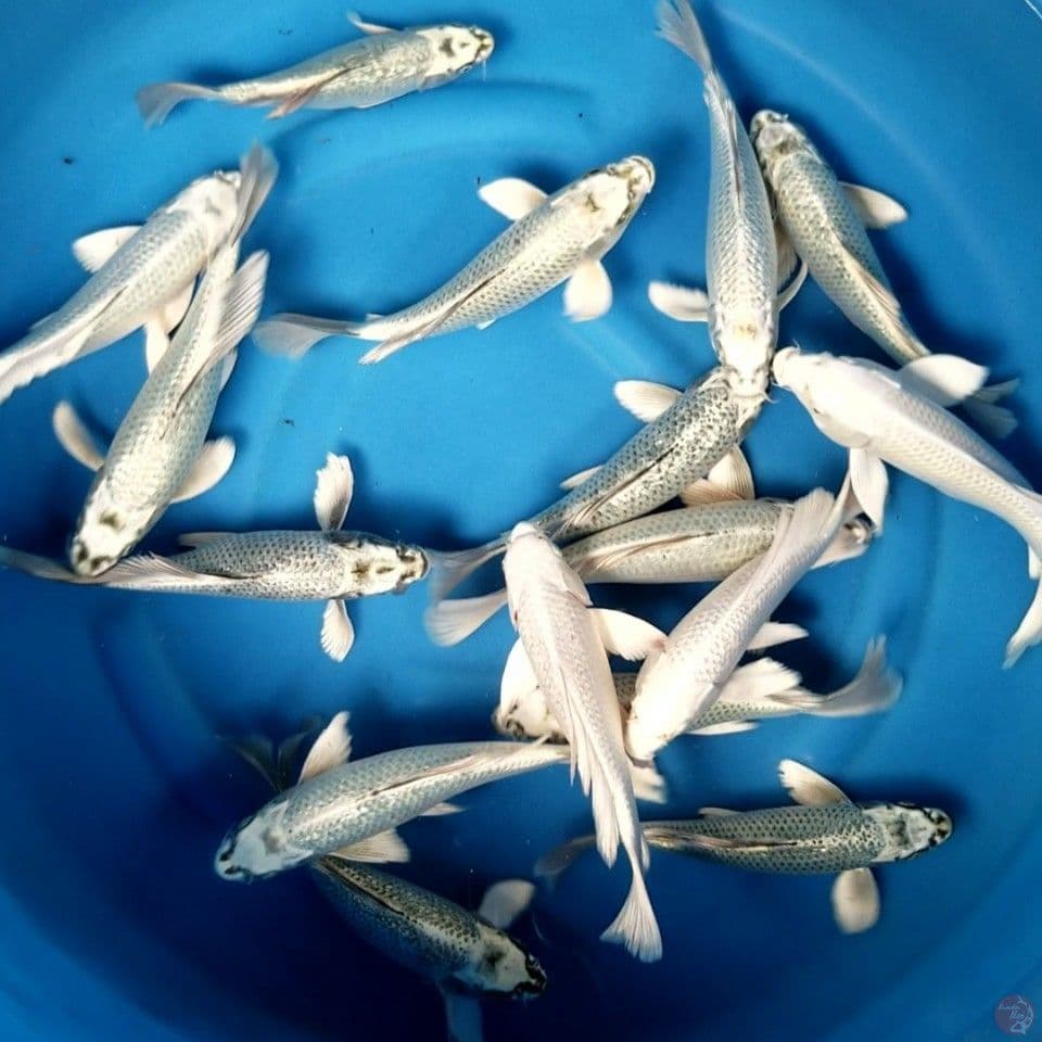 KUMPAY MUKASHI 24-26 CM