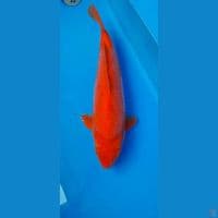 benigoi jumbo 54 cm male munuk