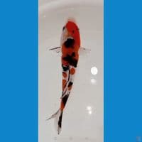 pure doitsu sanke 16cm