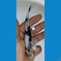 Shiro ginrin 14cm