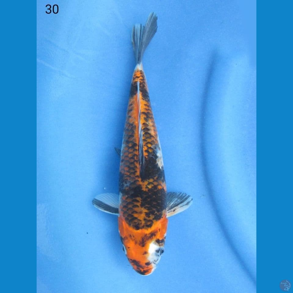30cm - Showa goshiki