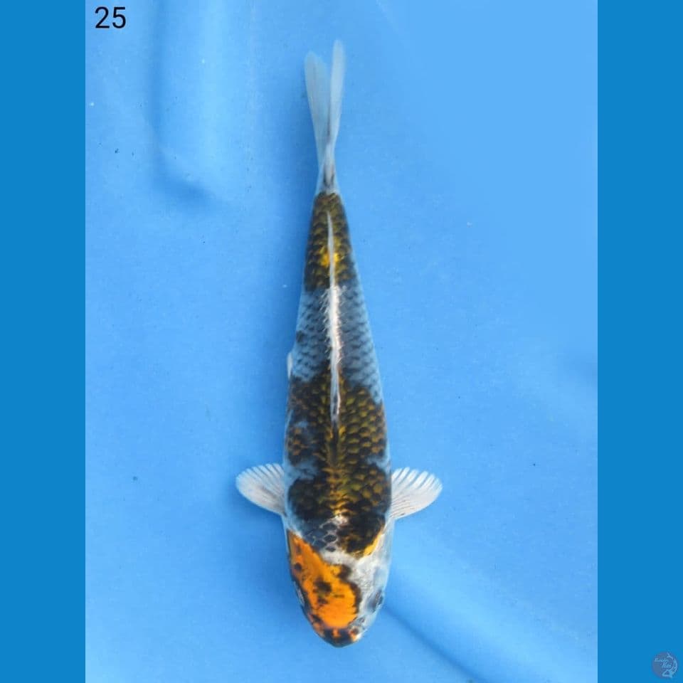 25cm - Beni ginga Evo 