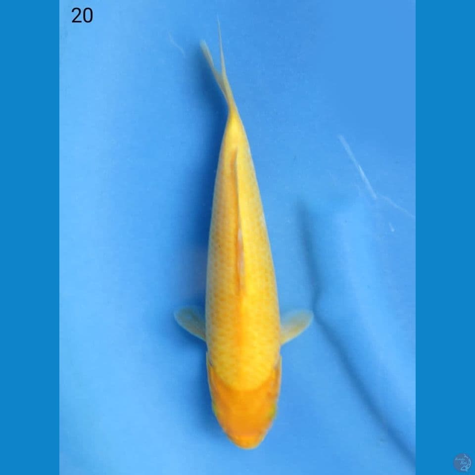 20cm - Karasi lemon