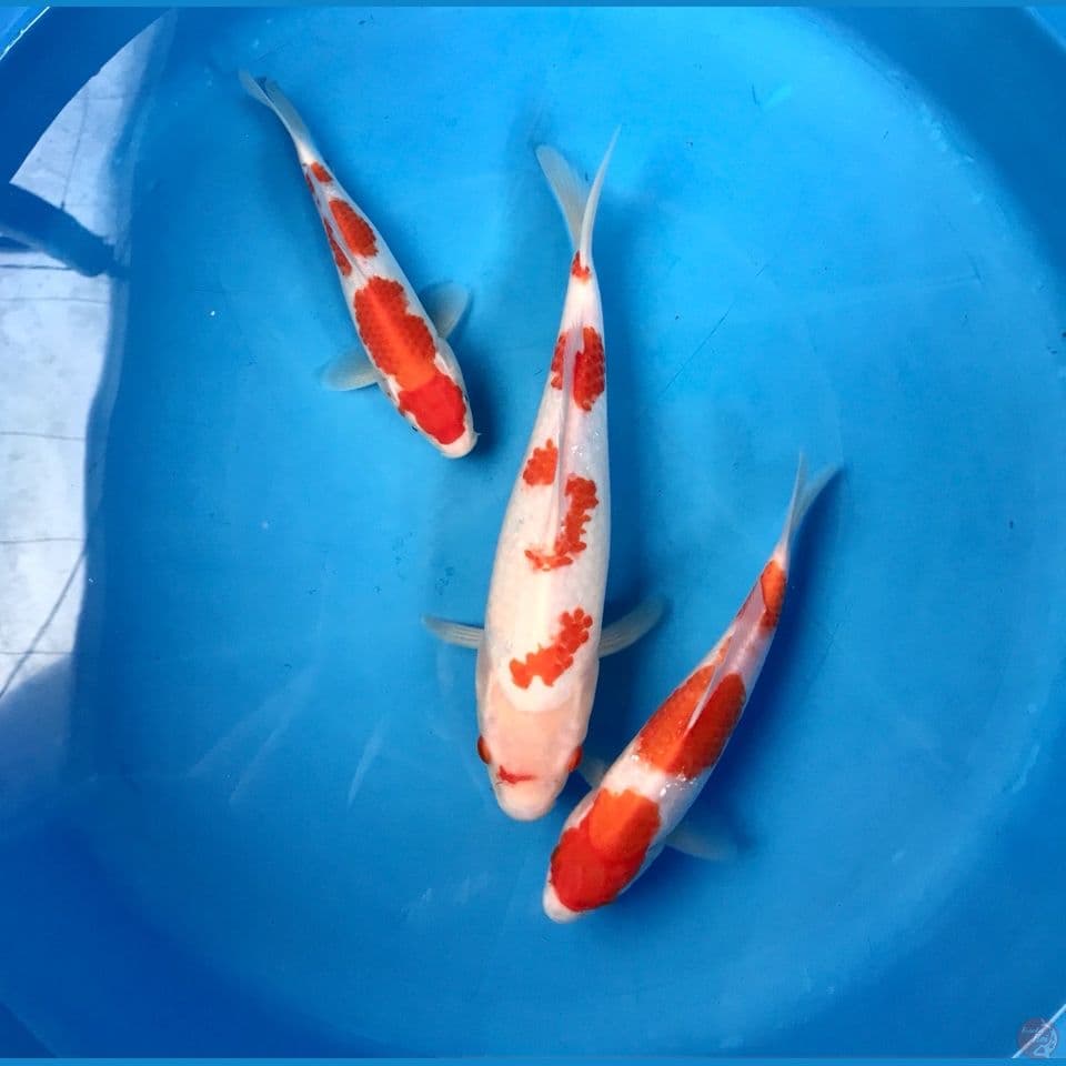 kohaku 22-28 cm
