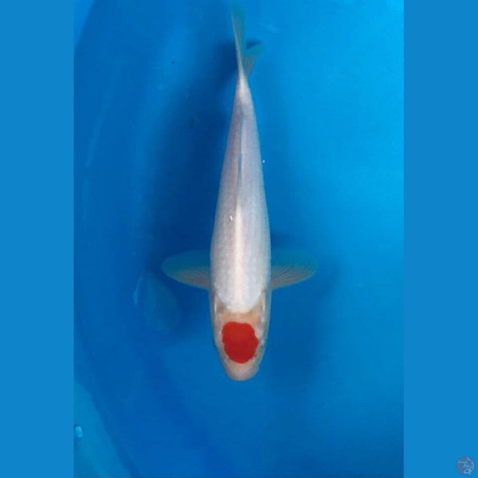 tancho kohaku 22cm