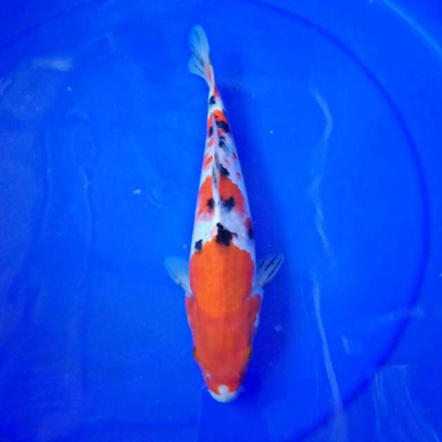 Sanke ciamix 29cm