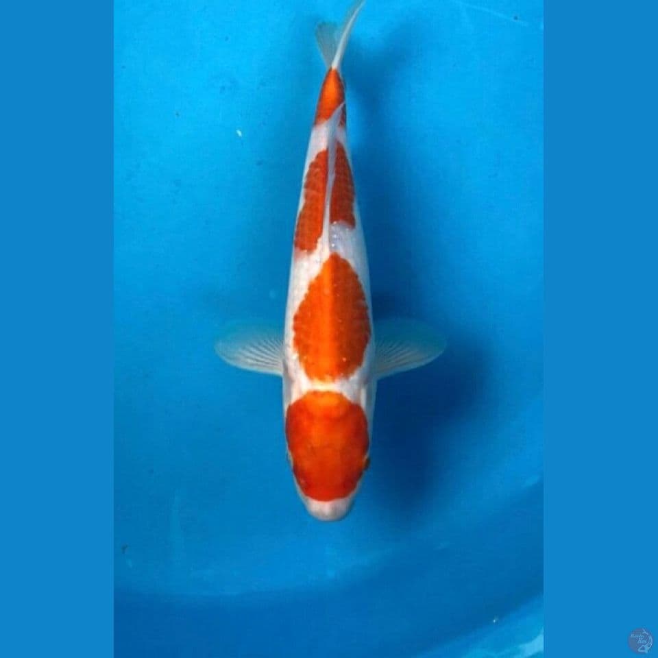 kohaku 25cm