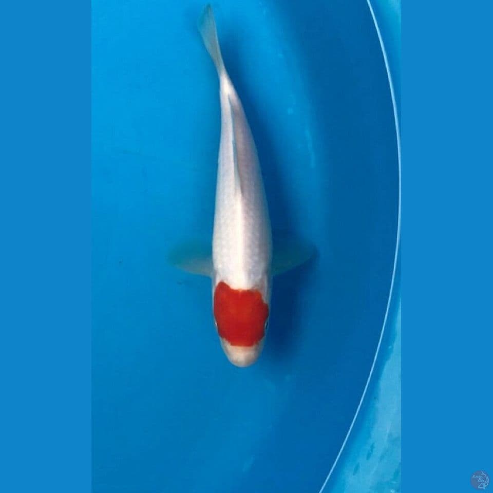 tancho kohaku 20cm