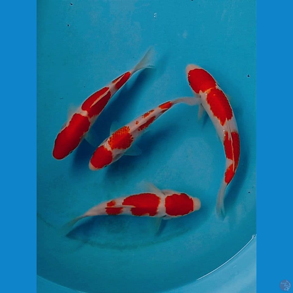 paket kohaku, 16-20 cm