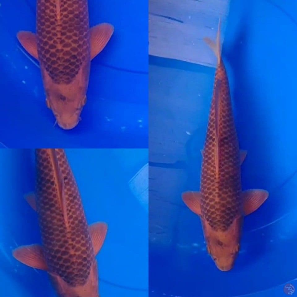 Chagoi Caramel 42 cm