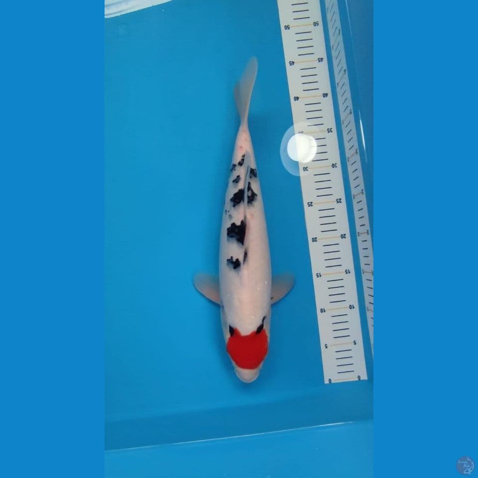 TANCHO SANKE 40CM~FEEMALE
