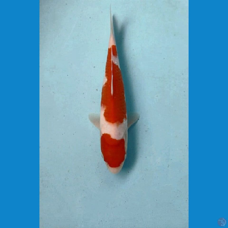 kohaku, 20 cm