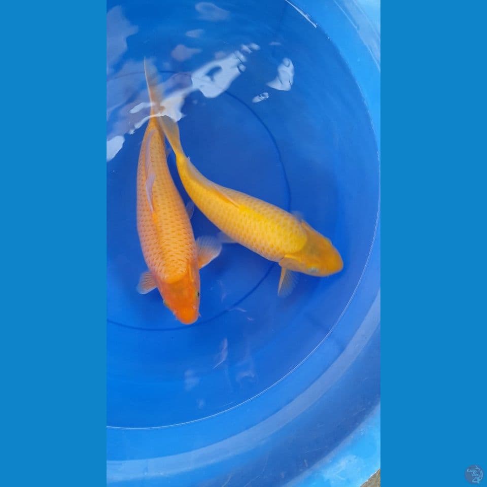 32cm 2 ekor karasi Quallity