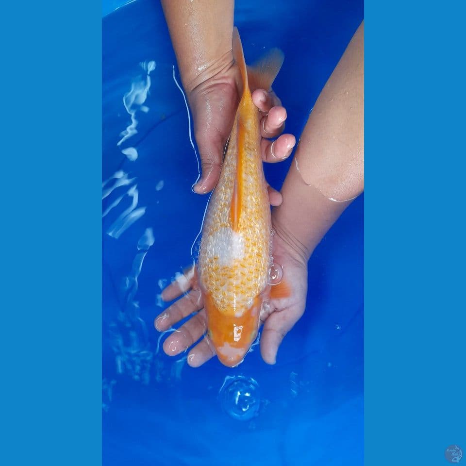 30cm Antiqan Red Karasi