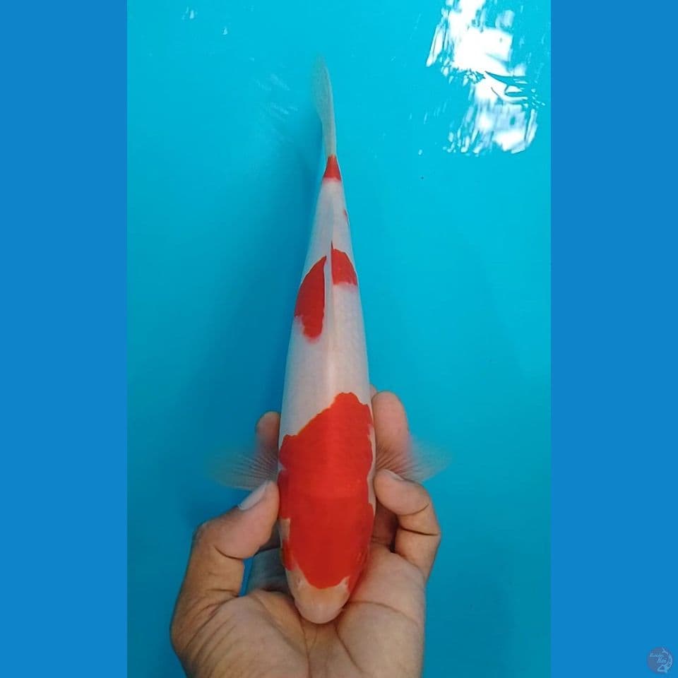 kohaku size : 26 cm.m