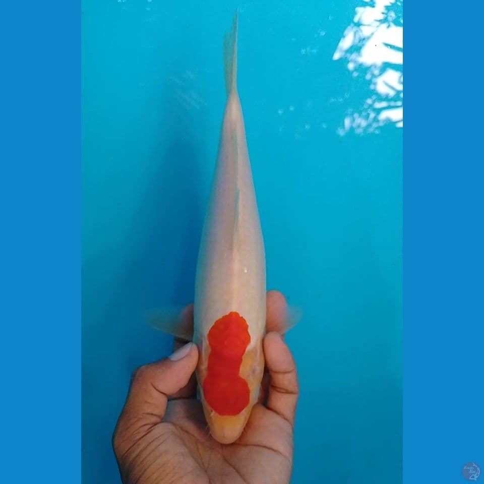 tc kohaku size : 25 cm