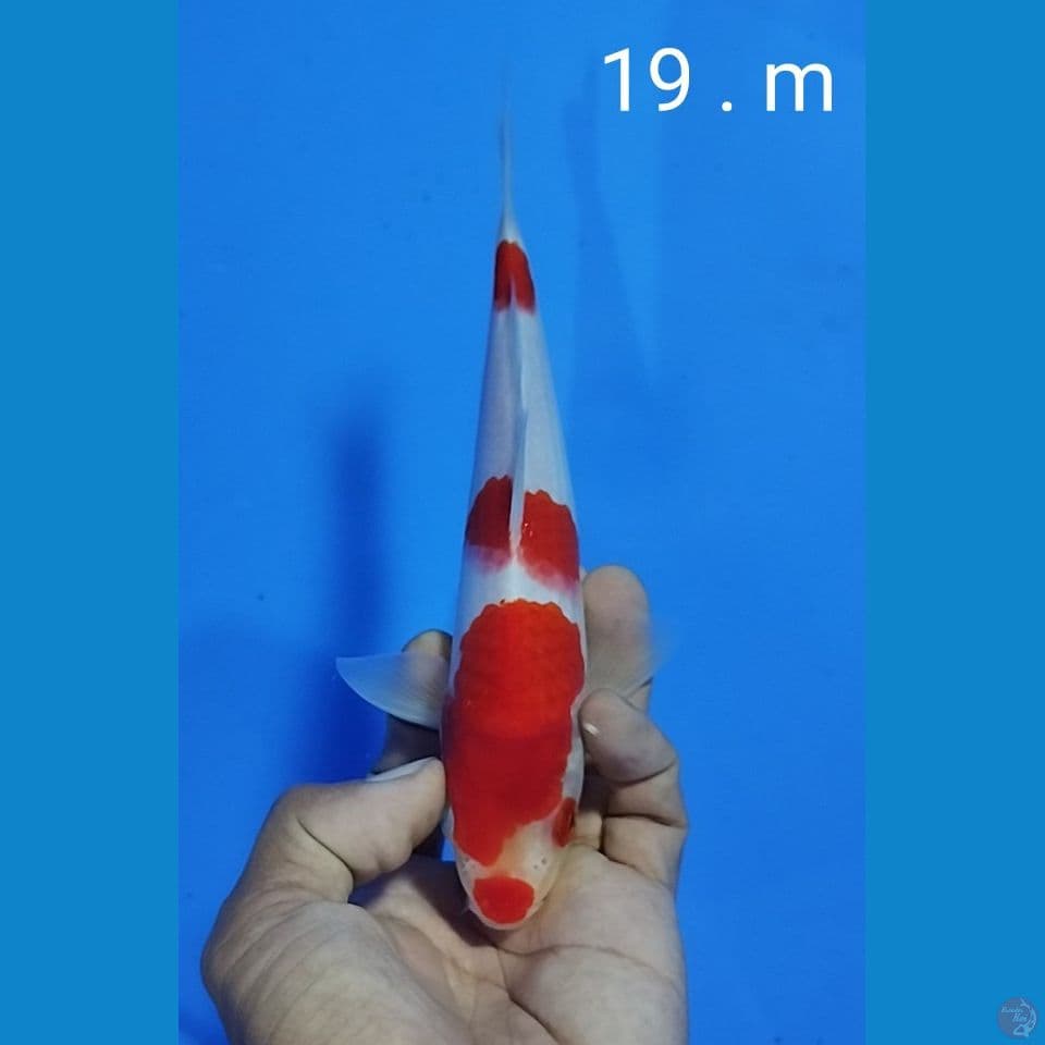 original kohaku size : 19 cm, m