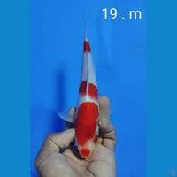 original kohaku size : 19 cm, m
