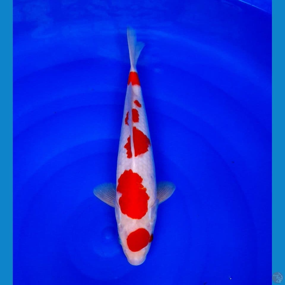 kohaku halus original 35cm male