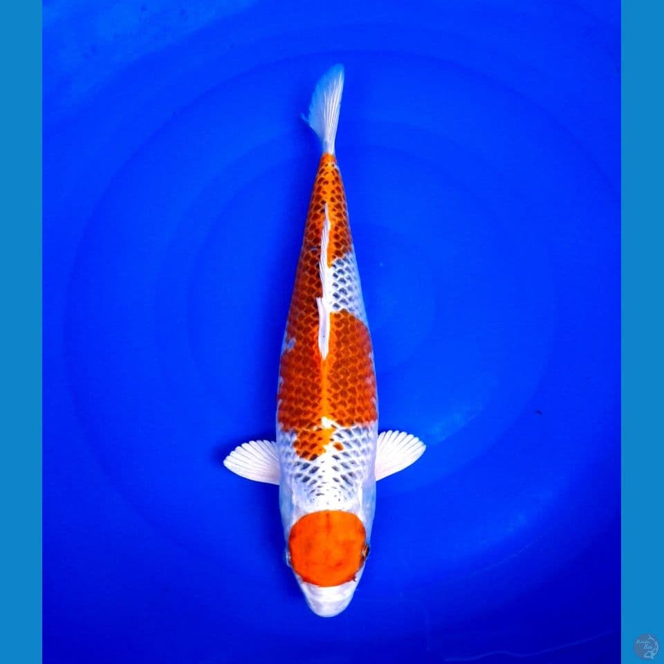 maruten kujaku original 35cm female