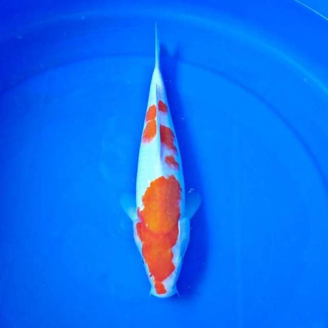Kohaku 29cm