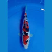 "SQ" original sanke -+20cm