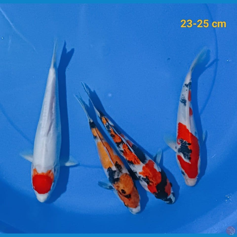 mix koi 23 25