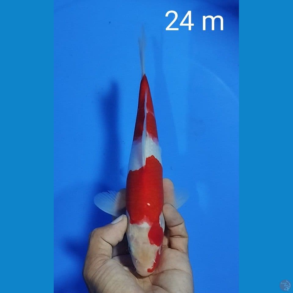 kohaku  size : 24 cm. m