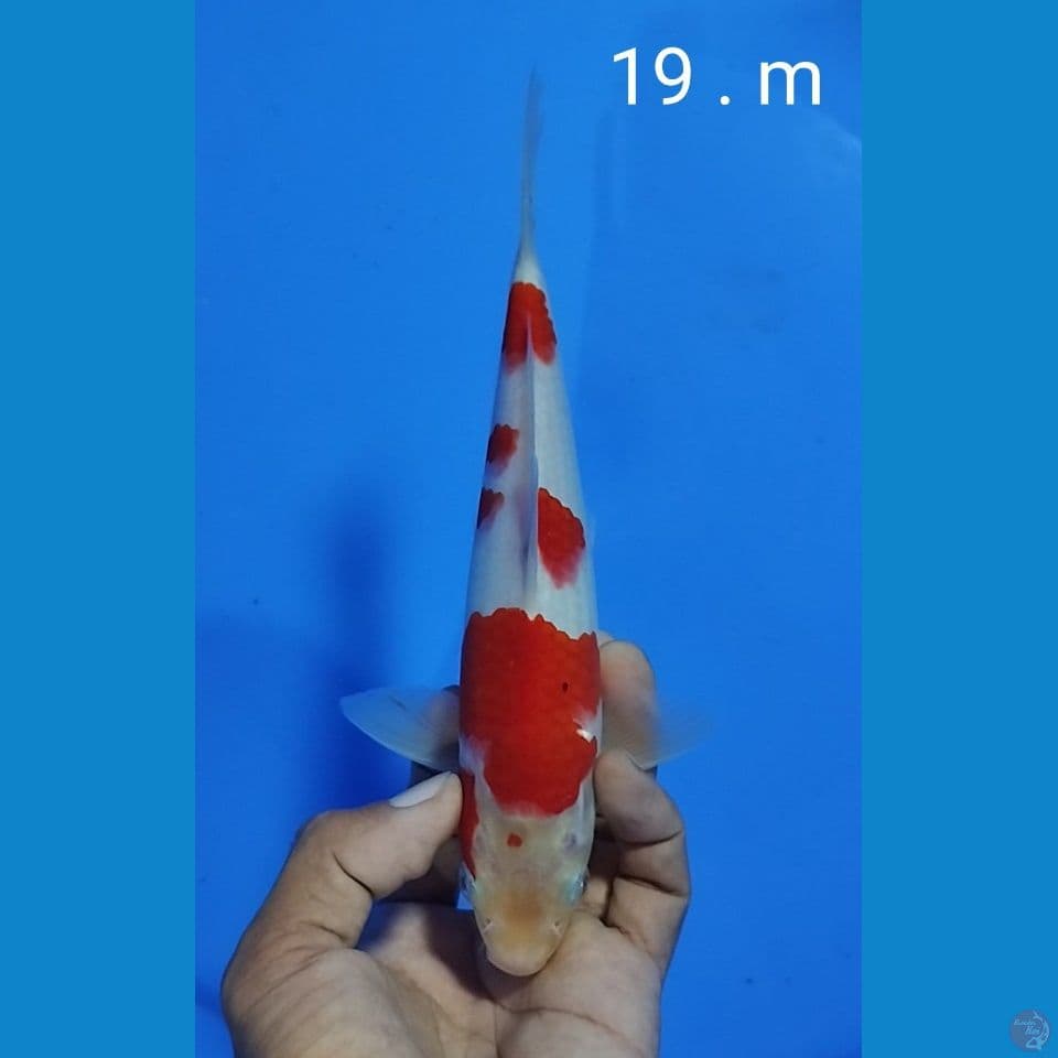 kohaku size : 19 cm. m