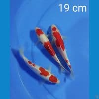 kohaku size : 19 cm