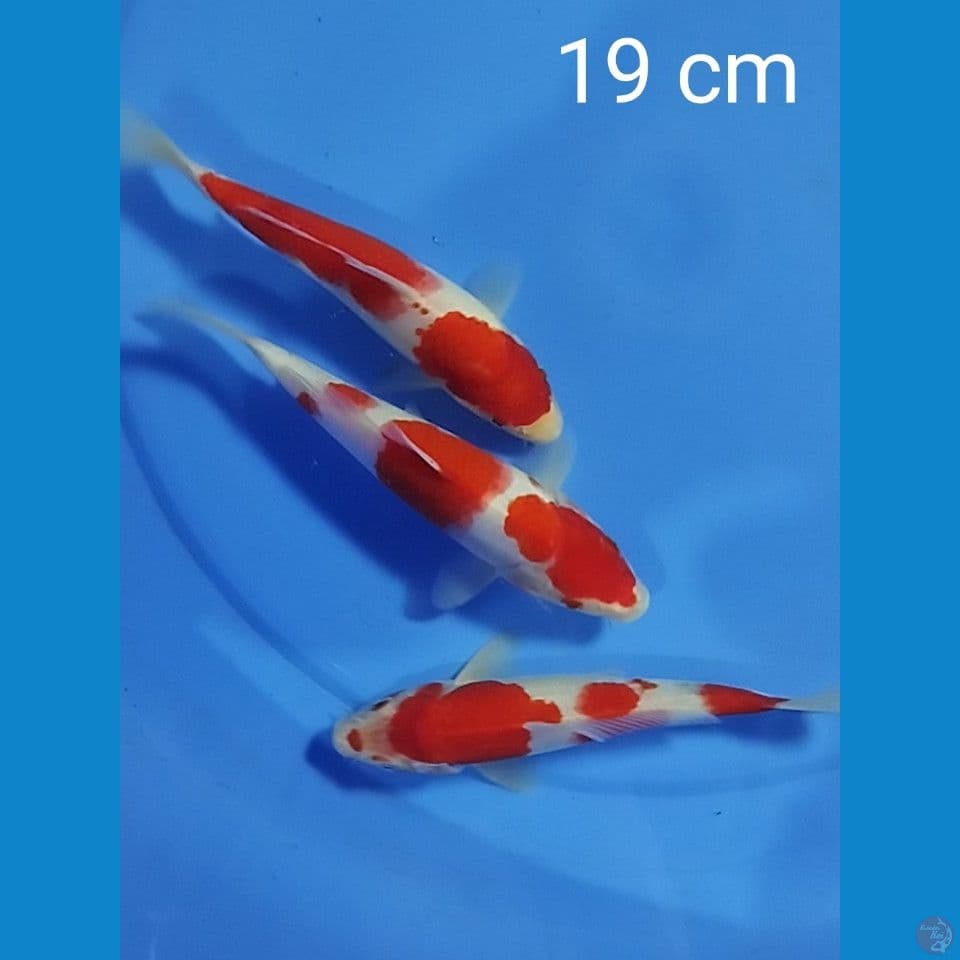 kohaku size : 19 cm