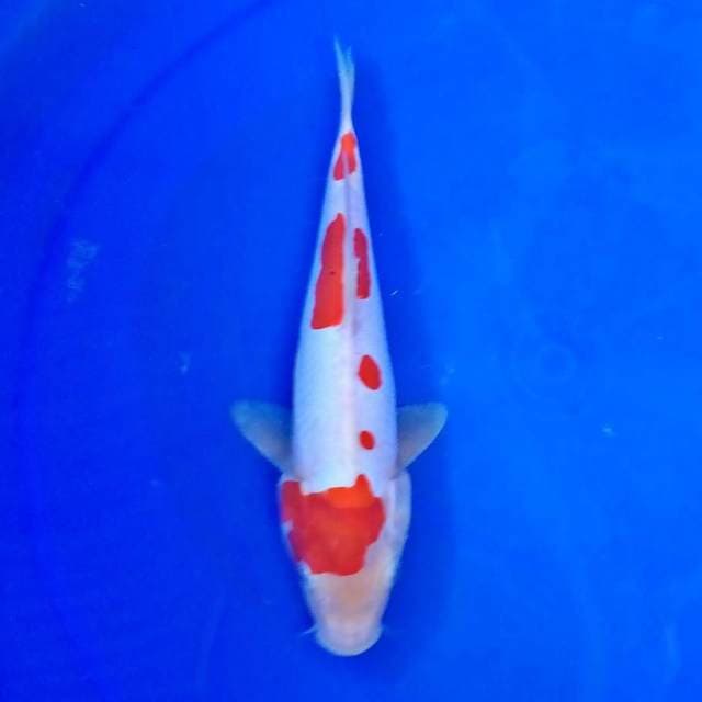 Kohaku doit 26cm