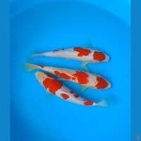kohaku size : 19 21 cm