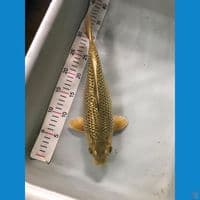 midori 30cm