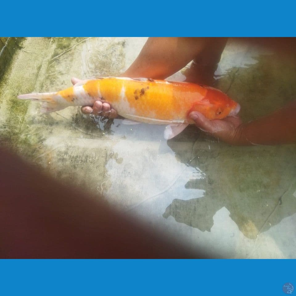 55 cm