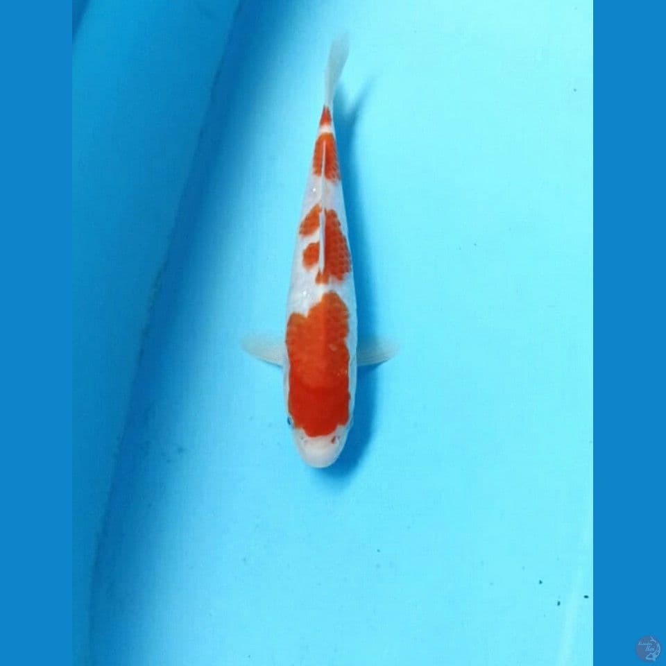 Kohaku 21cm